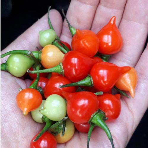 トウガラシ ビキーニョ イエロー 種子 3g入り（約1000粒） トウガラシ ビキーニョ イエロー 種子 3g入り（約1000粒）