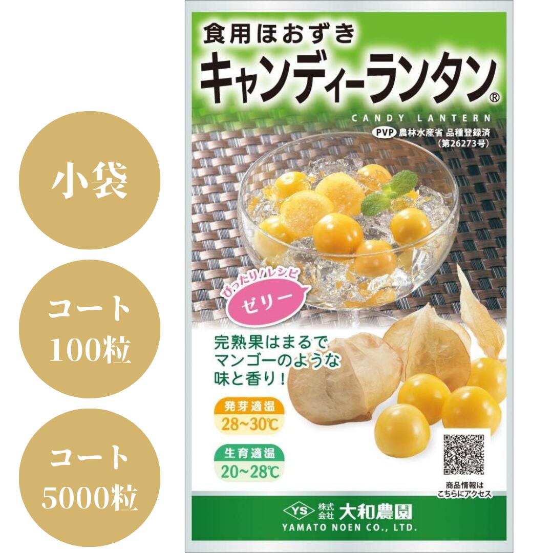 食用ホオズキ種【　キャンディーランタン　】大和農園