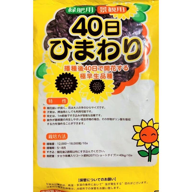 楽天市場】緑肥景観用ひまわり種【 60日ひまわり（夏～秋咲き
