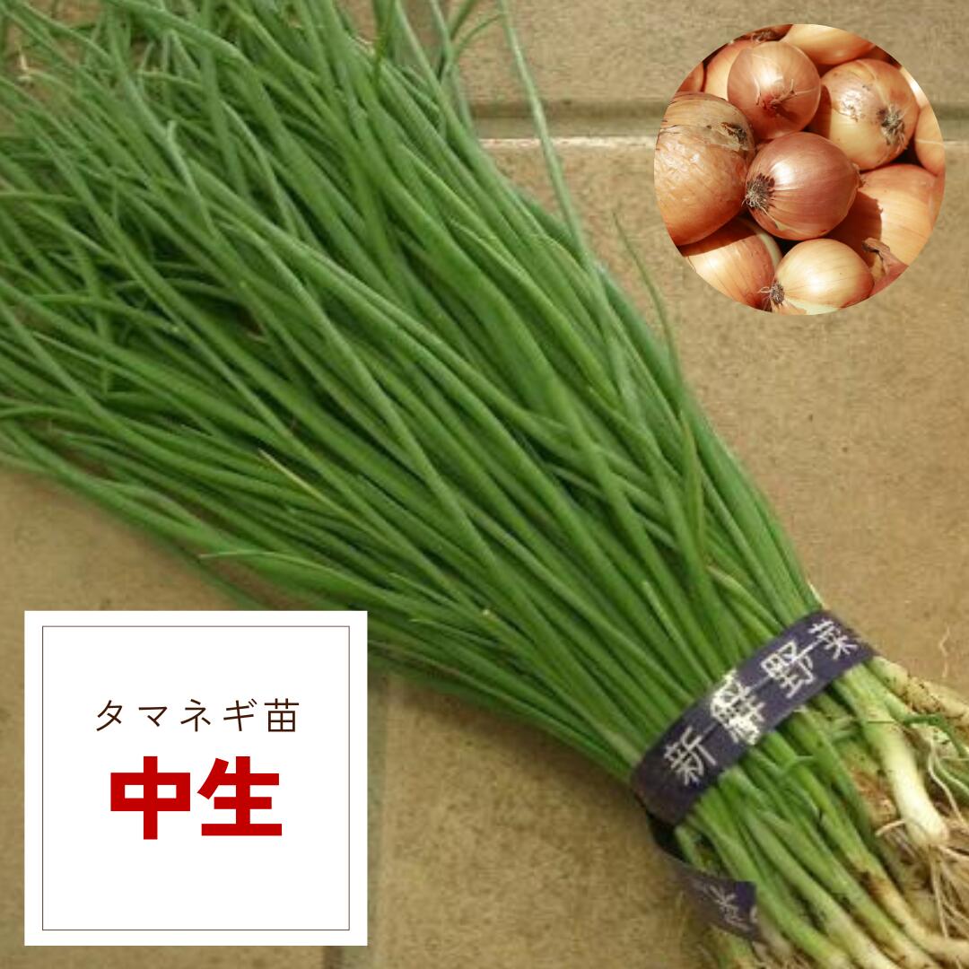 たまねぎ　5個 10002006.jpg