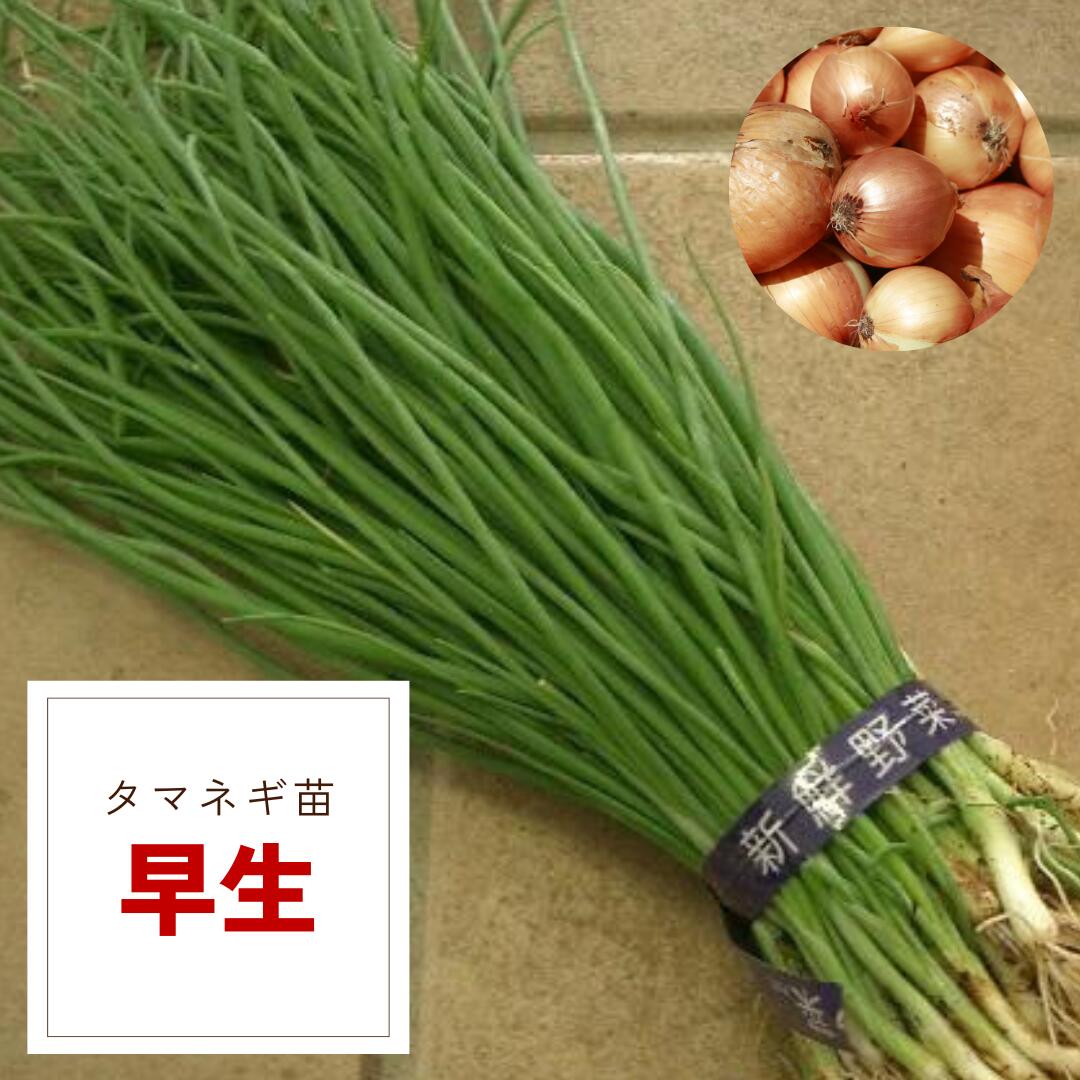 楽天市場】【予約商品 10月～11月発送開始】玉ねぎ苗 ソニック 早生