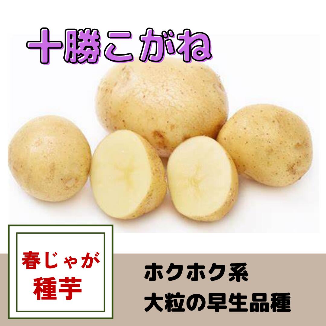 楽天市場】アイマサリ じゃがいも 種芋 1キロ 秋植え 馬鈴薯
