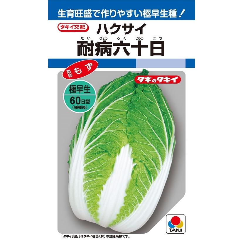 ※新種7月先へ入荷申し合わせハクサイ種【 耐病六十日 】タキイ種苗 ガーデニング・農業-野菜の種子