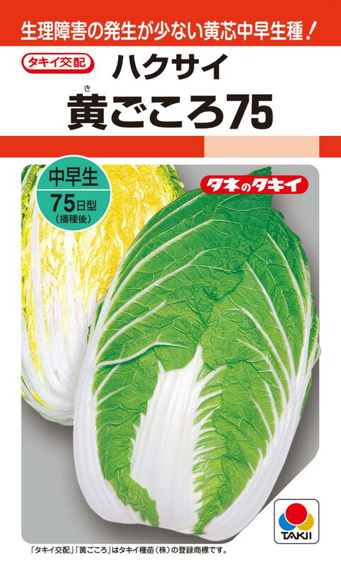 ※新種7月先へ入荷後送りとどける予定を組むハクサイ種【 黄ごころ75 】タキイ種苗