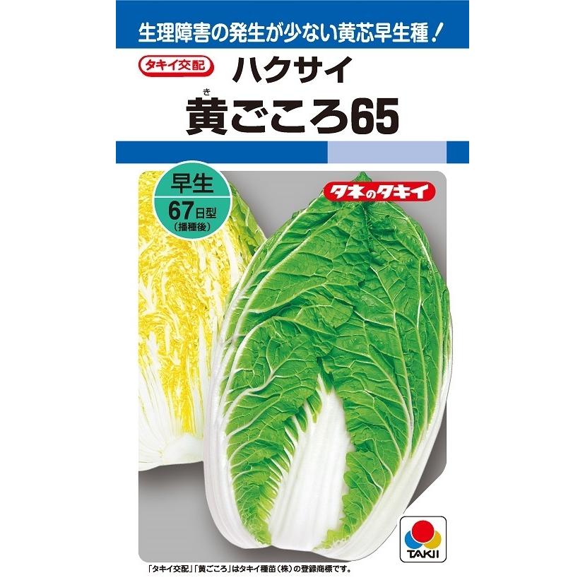 ※新種7月以後入荷後送りとどける予定を組むハクサイ種【 黄ごころ65 】タキイ種苗