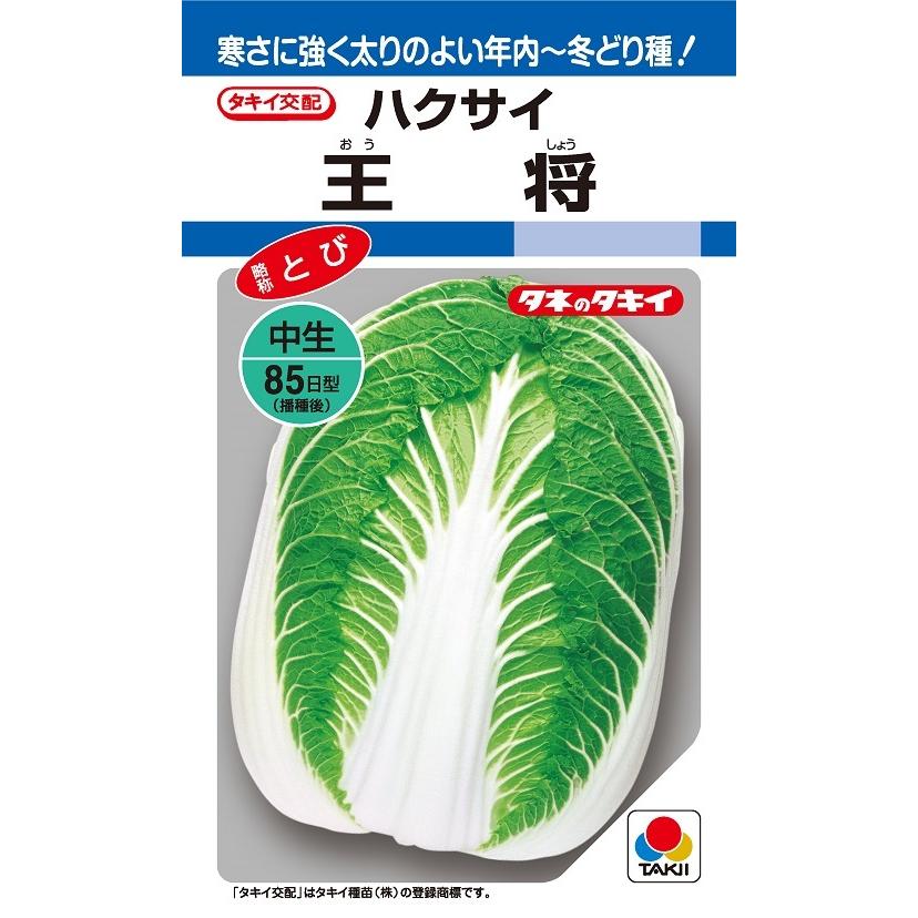※新種2026年7月以後入荷予定を組むハクサイ種【 王将 】タキイ種苗