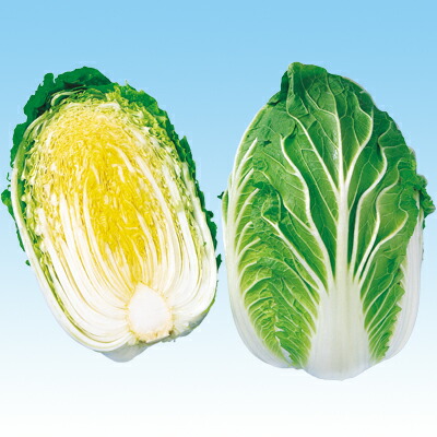 玉菜種【 黄力７５日白菜 】中原選び取る場