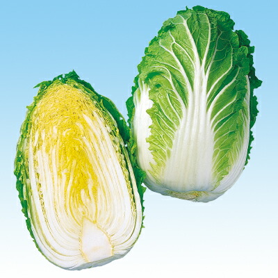 玉菜種【 黄力６５日白菜 】中原選び取る場