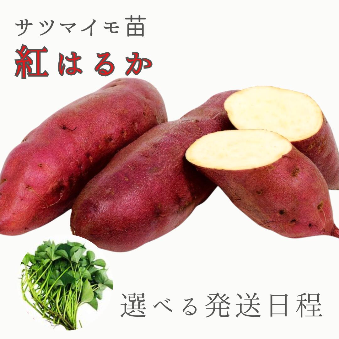 令和7年入荷分完売！】野菜の苗 バイオ(ウイルスフリー)苗