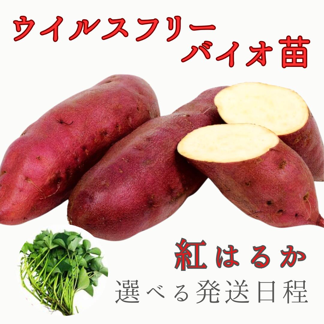 ブランド通販 ふくむらさき芋苗50はるか200 ちんぷ 根菜・豆類・もやし