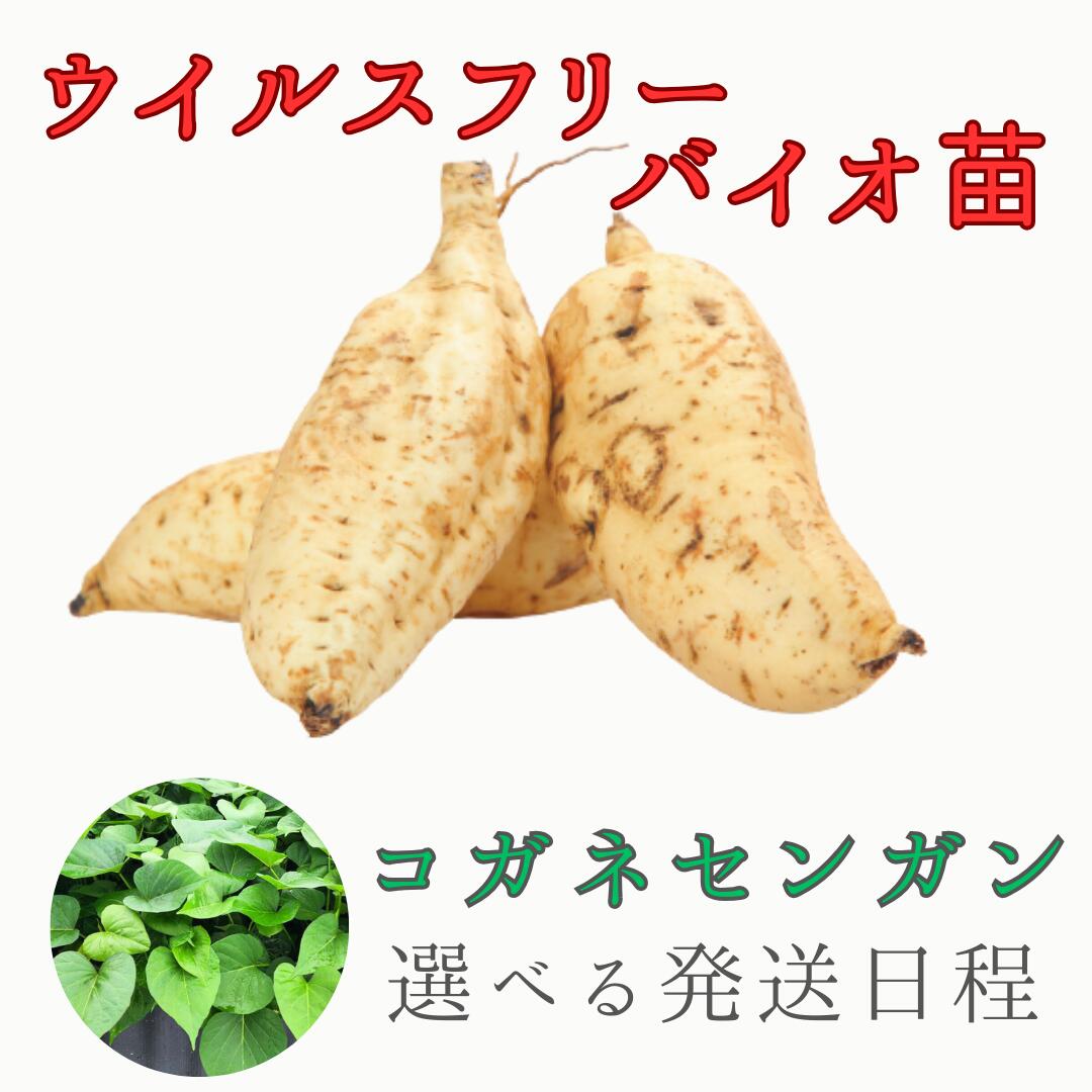 ※取っておく売りわたす  代引不可 薩摩芋苗 【コガネセンガン 濾過性病原体無償性苗】 切り苗