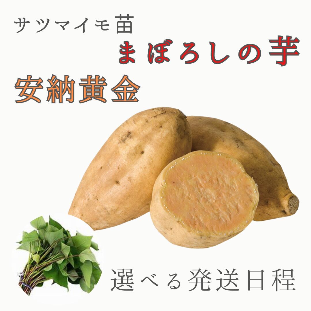 工場直売 再生工房コフジ園芸さん専用紅あずまの苗 （家庭菜園