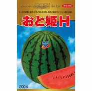 スイカ種【 おと姫 H 】 （作りだす用 内果皮 神田）