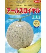 メロン種【　アールスロイヤル夏系　】 （栽培用 種子 神田）
