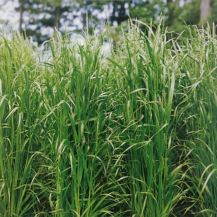 大特価!! 緑肥の種 1kg イタリアンライグラス ヤヨイワセ 緑肥、牧草