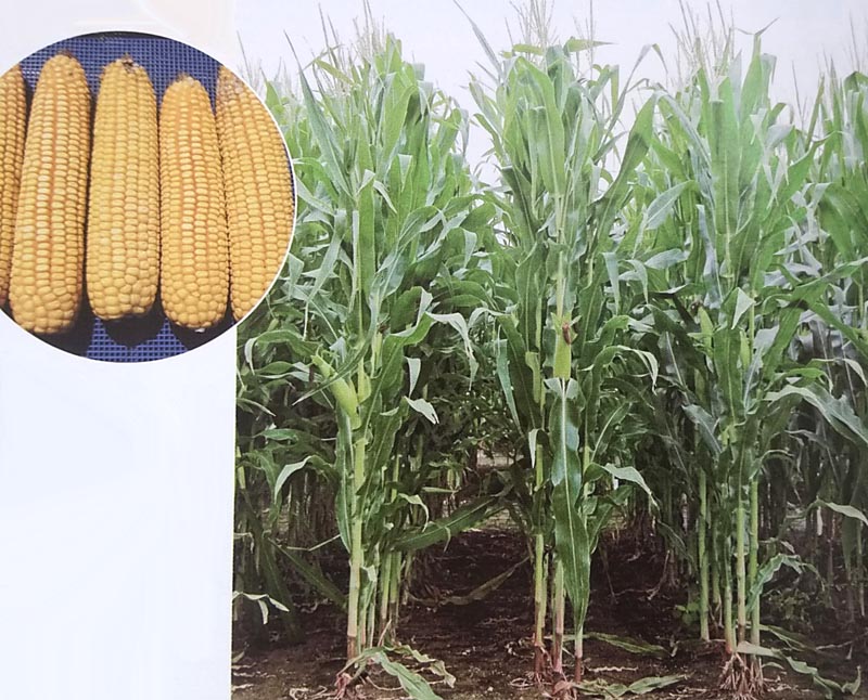 トウモロコシ種 ゴールドデント Kd641 50 000粒 カネコ種苗 牧草種子 飼料用 トウモロコシ種 大規模用 Pharmacybrandscanada Com