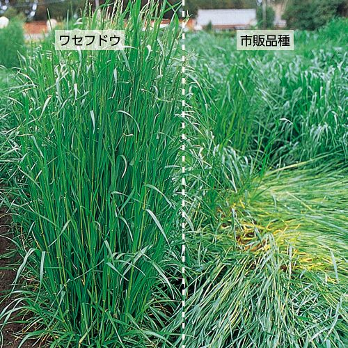 〈1kg・20kg〉イタリアンライグラス種【 ワセフドウ 】タキイ種苗