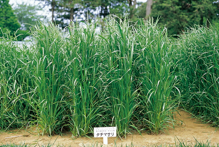 〈1kg・20kg・22.5kg〉イタリアンライグラス種【 タチマサリ 】雪印種苗|みつのぶ × Flower Trail