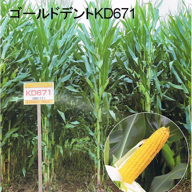 唐きび種【 ゴールドデントKD671（117日） 】カネコ種苗