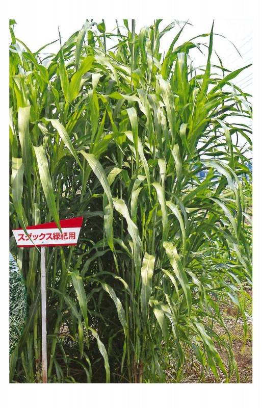 〈1kg・20kg〉 ソルゴー種【　スダックス　】カネコ種苗 30,048円