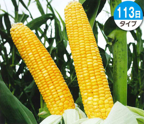 〈1kg・20kg〉唐きび種【 タカネスター113日 】タキイ種苗