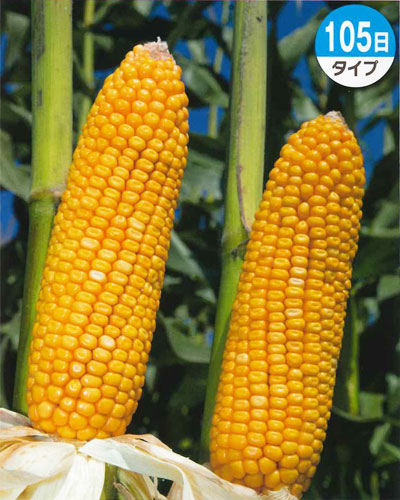 〈1kg・20kg〉唐きび種【 ロイヤルデントTX1235 】タキイ種苗