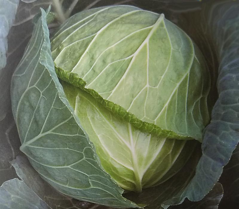 楽天市場】〈小袋・3000粒・コート5000粒〉キャベツ種【 F1初恋