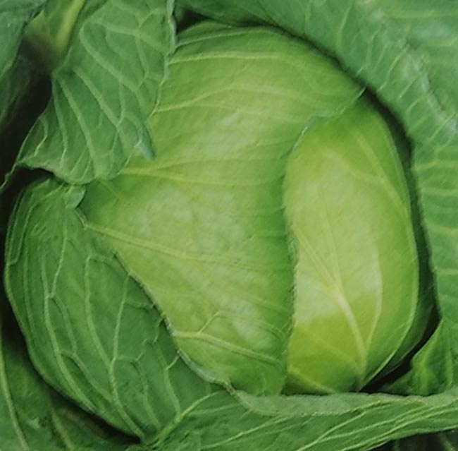 楽天市場】〈小袋・3000粒・コート5000粒〉キャベツ種【 F1初恋