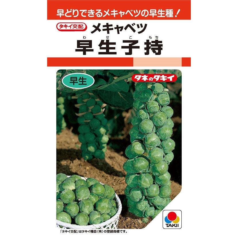 楽天市場】芽キャベツ ファミリーセブン （約100粒） 実咲 袋 : サカタ