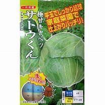 キャベツ種【　サトウくん　】 （栽培用 種子 キャベツ ナント種苗）