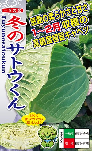 ※新種2026年6月以後入荷予定を組む球菜種【 冬のサトウくん 】 （作りだす用 内果皮 球菜 ナント種苗）