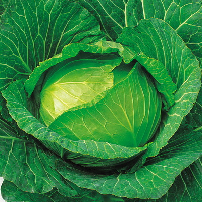 玉菜種【 ＹＲ初陣玉菜 】中原選び取る場