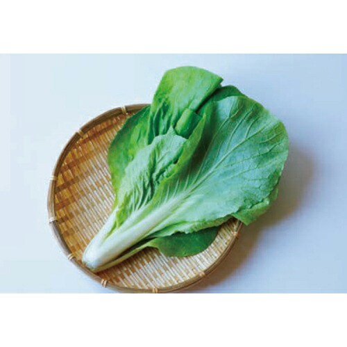 ツケナ種【　灼熱サラダ菜っぱ　】（栽培用 種子 トキタ種苗）