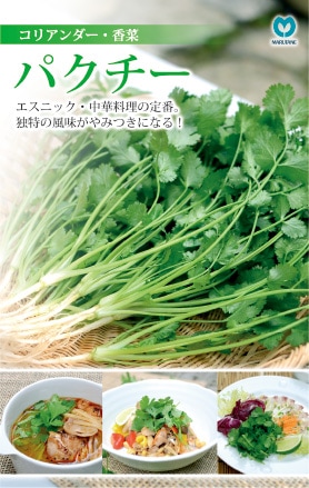 ※新種2026年1～2月頃入荷予定を組む草本種【 パクチー 】（作りだす用 内果皮 コリアンダー 丸種 ）