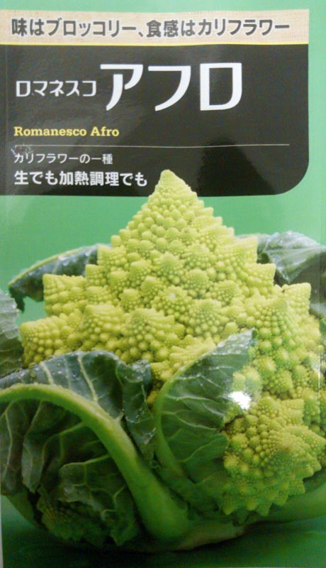 ロマネスコ種【 アフロ 】大袋 2500粒 （カリフラワー はなやさい 花椰菜 花玉菜 大大きさ 栽培所 生み出すこと者向け）