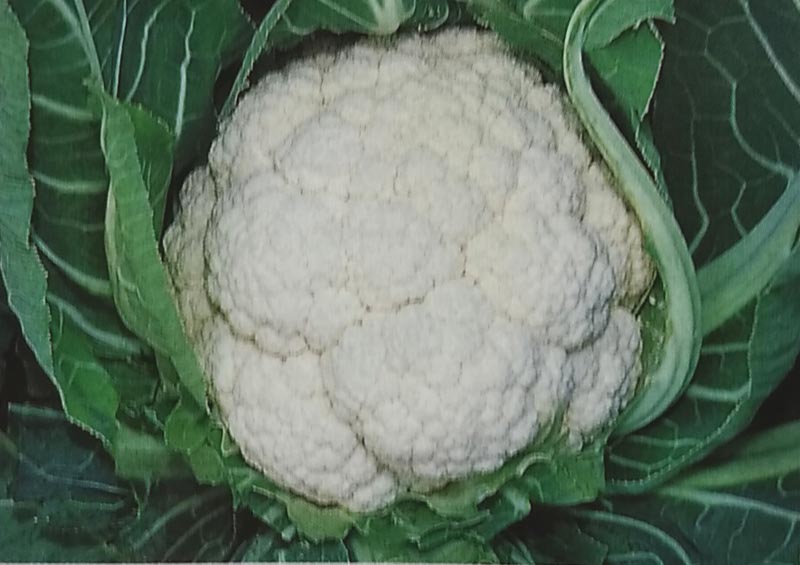 カリフラワー形態スノーニューダイヤ ml 生育狙 種物 御花椰菜 はなやさい 花カンラン 作成方向け タキイ Cswilliamsburg Com