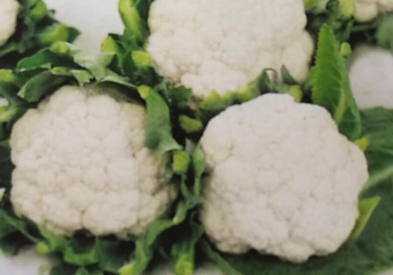 〈2000粒・ペレット5000粒〉カリフラワー種【 手入らず読み込む 】サカタのタネ 種子-野菜の種子-ガーデニング・農業