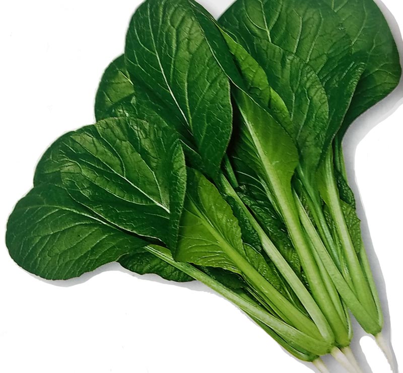 こまつな 楽天市場】〈MF・GF小袋・20ml・2dL・1L〉コマツナ種【 夏楽天