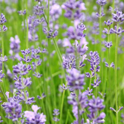 (ひまわり 専用)紫花のハーブ植物 約60cm 生花】姫ひまわり 旭【オレンジ/60cm/長野県】｜Flower Smith