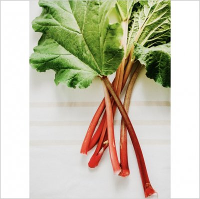 市場 有機種子 ルバーブ 食用大黄 ハーブの種子