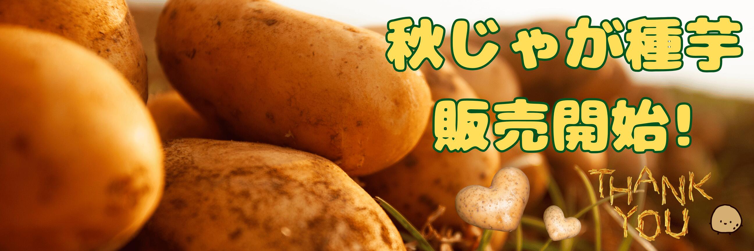 楽天市場】ひまわり種【 緑肥用 40日ひまわり 】6000粒 緑肥