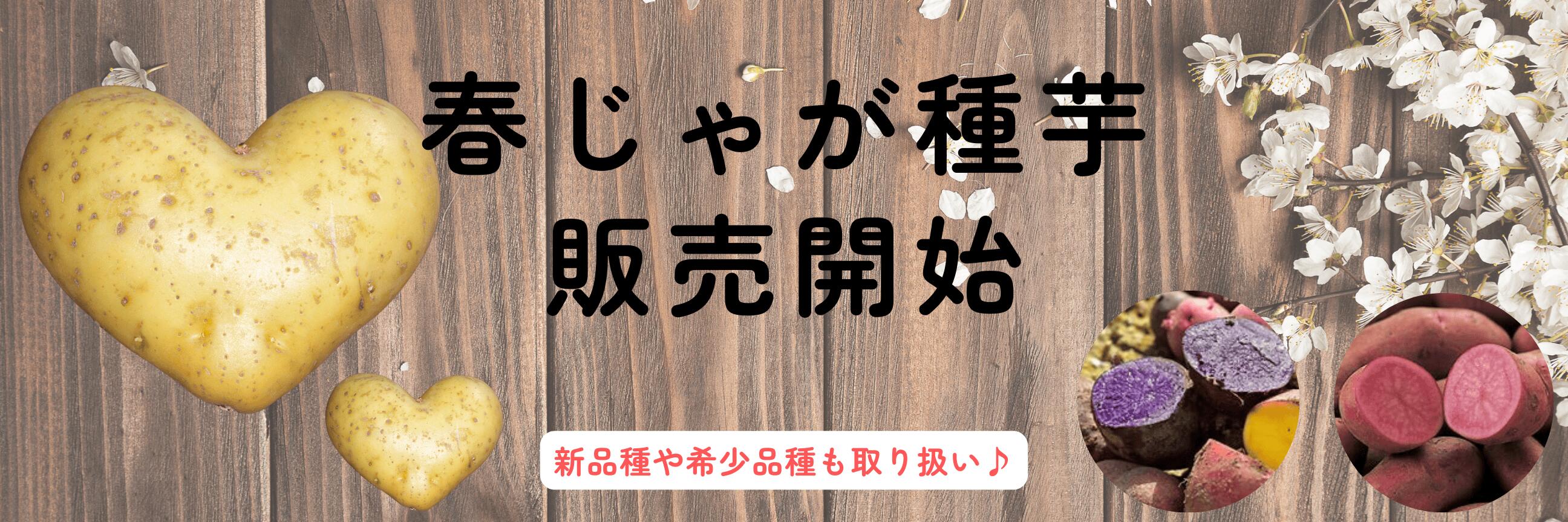 金太郎マクワウリ 10KG マクワ・金太郎| 種・苗・ガーデニング用品の【タキイネット通販】
