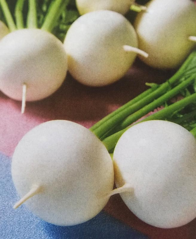 カブ種 スワン 1dl 栽培用 種子 かぶ 蕪 生産者向け 小カブから中大カブまで 3月中旬播き 6月上旬どり Wevonline Org