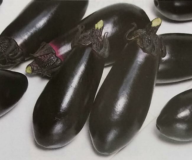 ※新種12月中旬以後入荷予定を組む茄子種【 黒福 】サカタのタネ