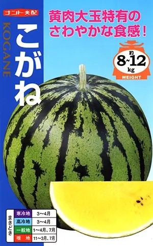 ※新種10月以後入荷予定を組む大玉スイカ種【 こがね 】ナント種苗