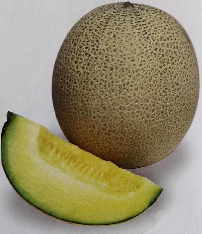 ぱんなめろん　 パンナ メロン ｜ 品種カタログ ｜ タキイの野菜【タキイ種苗】