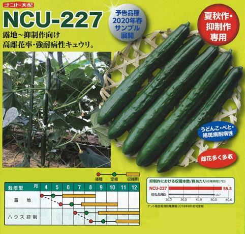 〈350粒〉 キュウリ種【　NCU-227　】ナント種苗