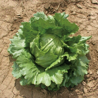 楽天市場】【有機種子】 レタス 種 (結球レタス アイスバーグ) Sサイズ