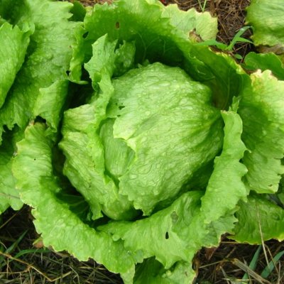 楽天市場】【有機種子】 レタス 種 (結球レタス アイスバーグ) Sサイズ