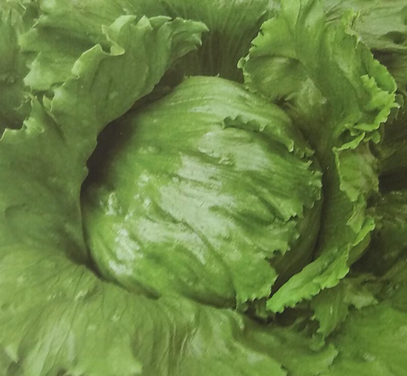 おすすめ レタス種 ブルラッシュ ペレット種子 5000粒 栽培用 種子 チシャ 苣 生産者向け サカタ Fucoa Cl